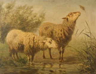 Studie von Schafen